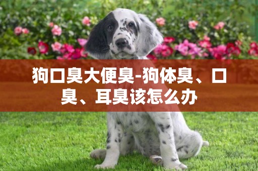狗口臭大便臭-狗體臭、口臭、耳臭該怎么辦