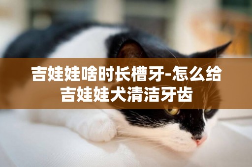 吉娃娃啥時長槽牙-怎么給吉娃娃犬清潔牙齒