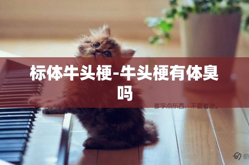 標體牛頭梗-牛頭梗有體臭嗎