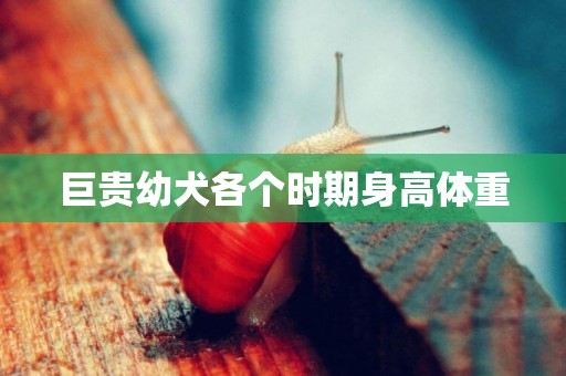 巨貴幼犬各個時期身高體重