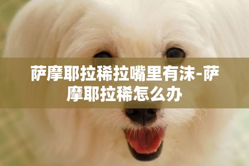 薩摩耶拉稀拉嘴里有沫-薩摩耶拉稀怎么辦