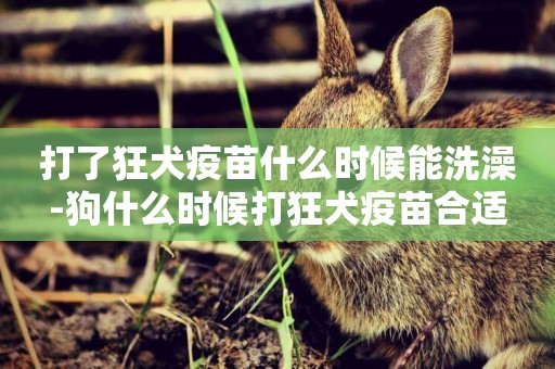 打了狂犬疫苗什么時候能洗澡-狗什么時候打狂犬疫苗合適