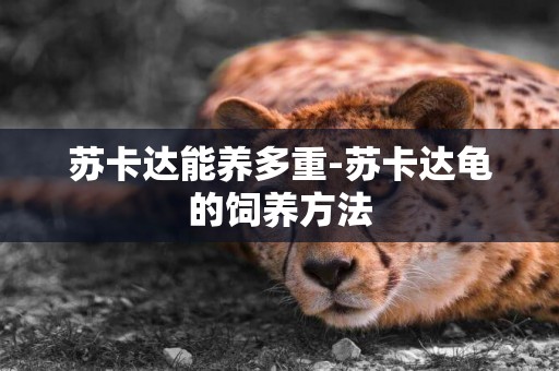 蘇卡達能養多重-蘇卡達龜的飼養方法