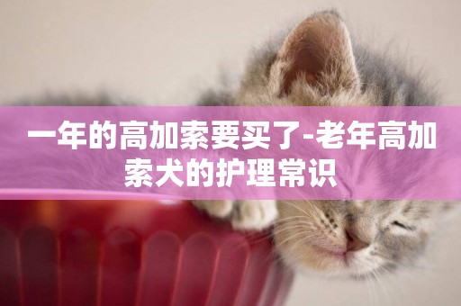 一年的高加索要買了-老年高加索犬的護理常識