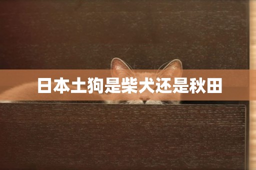 日本土狗是柴犬還是秋田