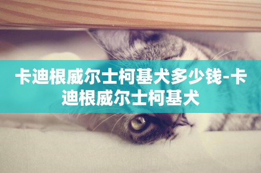 卡迪根威爾士柯基犬多少錢-卡迪根威爾士柯基犬