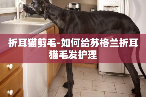 折耳貓剪毛-如何給蘇格蘭折耳貓毛發護理