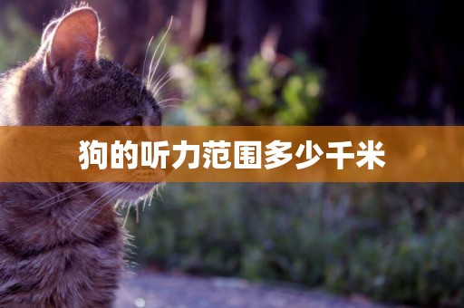 狗的聽力范圍多少千米