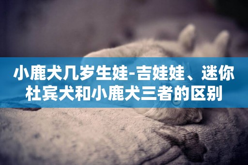 小鹿犬幾歲生娃-吉娃娃、迷你杜賓犬和小鹿犬三者的區別