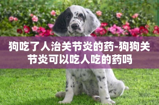 狗吃了人治關節炎的藥-狗狗關節炎可以吃人吃的藥嗎