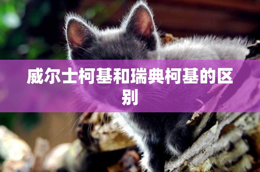 威爾士柯基和瑞典柯基的區別