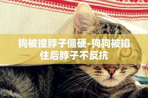 狗被撞脖子僵硬-狗狗被掐住后脖子不反抗