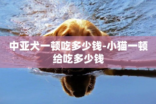 中亞犬一頓吃多少錢-小貓一頓給吃多少錢