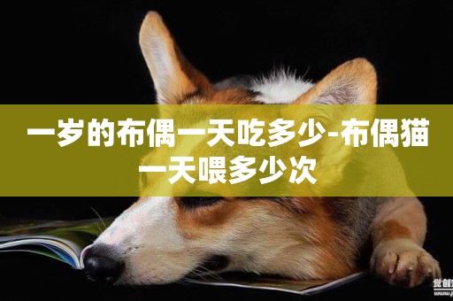一歲的布偶一天吃多少-布偶貓一天喂多少次
