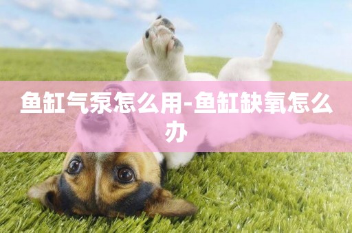 魚缸氣泵怎么用-魚缸缺氧怎么辦