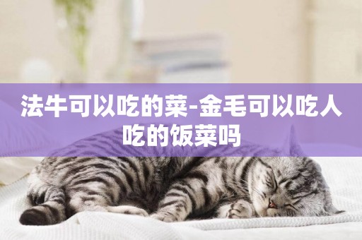 法牛可以吃的菜-金毛可以吃人吃的飯菜嗎
