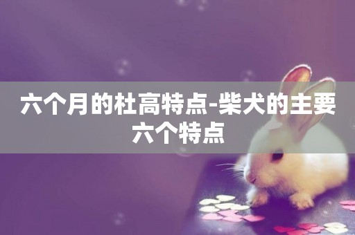 六個月的杜高特點-柴犬的主要六個特點