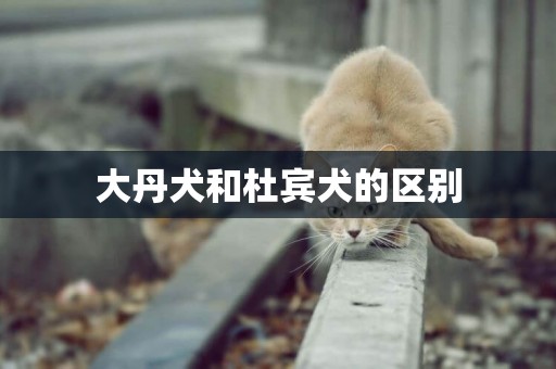 大丹犬和杜賓犬的區別