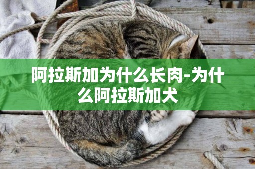 阿拉斯加為什么長肉-為什么阿拉斯加犬
