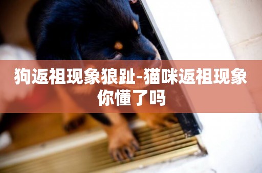 狗返祖現象狼趾-貓咪返祖現象你懂了嗎