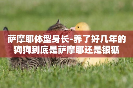 薩摩耶體型身長-養了好幾年的狗狗到底是薩摩耶還是銀狐