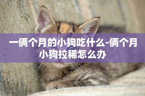 一倆個月的小狗吃什么-倆個月小狗拉稀怎么辦