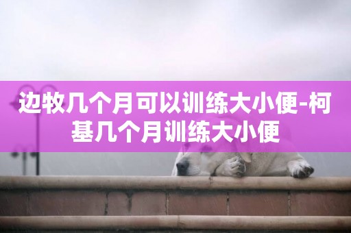 邊牧幾個月可以訓練大小便-柯基幾個月訓練大小便