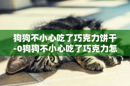 狗狗不小心吃了巧克力餅干-0狗狗不小心吃了巧克力怎么辦