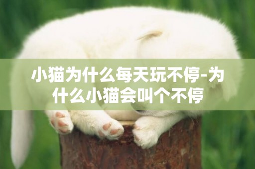 小貓為什么每天玩不停-為什么小貓會叫個不停