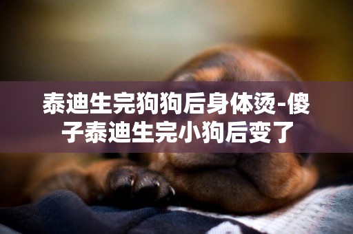 泰迪生完狗狗后身體燙-傻子泰迪生完小狗后變了