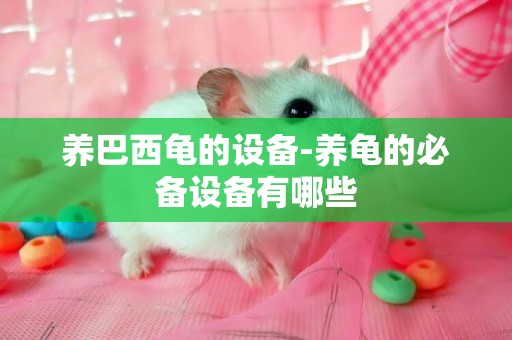 養巴西龜的設備-養龜的必備設備有哪些