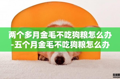 兩個多月金毛不吃狗糧怎么辦-五個月金毛不吃狗糧怎么辦