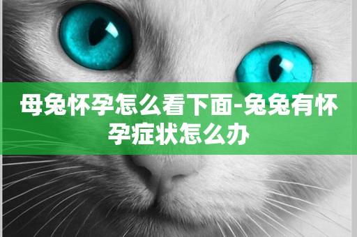 母兔懷孕怎么看下面-兔兔有懷孕癥狀怎么辦