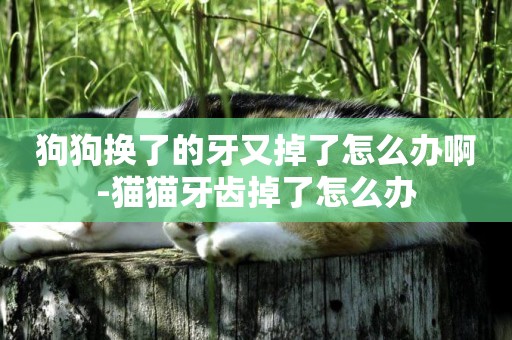 狗狗換了的牙又掉了怎么辦啊-貓貓牙齒掉了怎么辦
