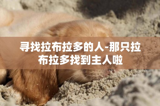 尋找拉布拉多的人-那只拉布拉多找到主人啦