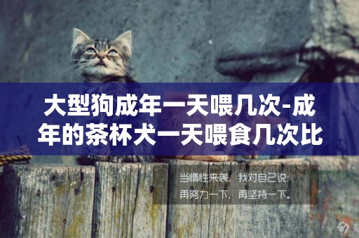 大型狗成年一天喂幾次-成年的茶杯犬一天喂食幾次比較好