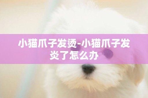 小貓爪子發燙-小貓爪子發炎了怎么辦