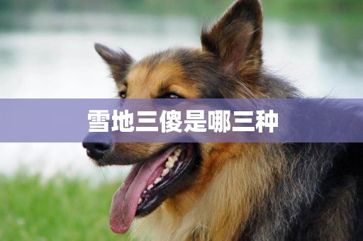雪地三傻是哪三種