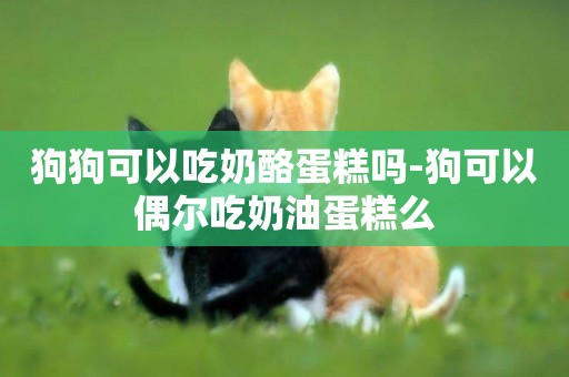 狗狗可以吃奶酪蛋糕嗎-狗可以偶爾吃奶油蛋糕么