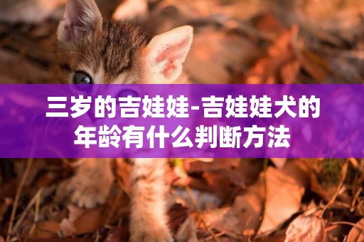 三歲的吉娃娃-吉娃娃犬的年齡有什么判斷方法