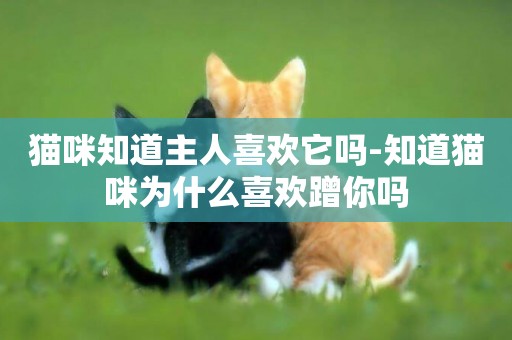 貓咪知道主人喜歡它嗎-知道貓咪為什么喜歡蹭你嗎