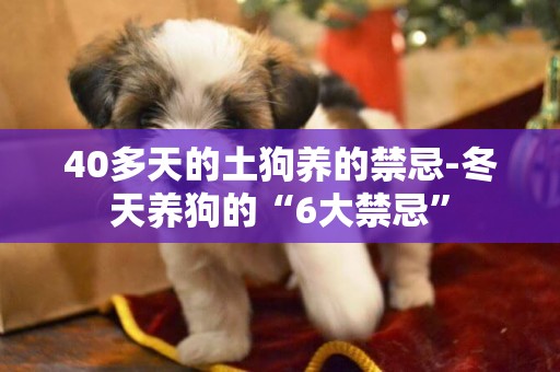40多天的土狗養的禁忌-冬天養狗的“6大禁忌”