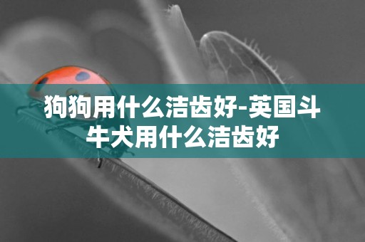 狗狗用什么潔齒好-英國斗牛犬用什么潔齒好