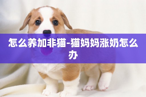 怎么養加非貓-貓媽媽漲奶怎么辦