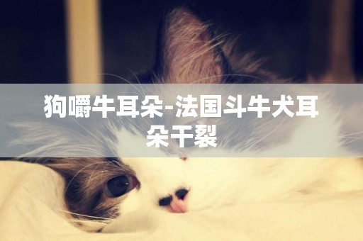 狗嚼牛耳朵-法國斗牛犬耳朵干裂