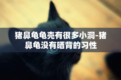 豬鼻龜龜殼有很多小洞-豬鼻龜沒有曬背的習性