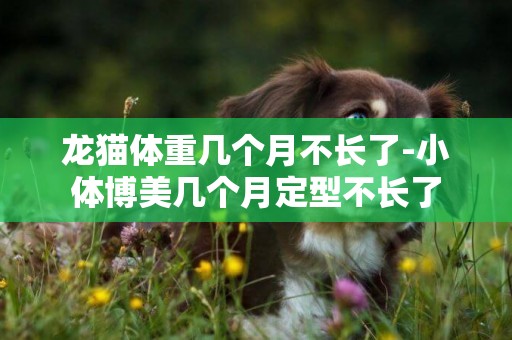 龍貓體重幾個月不長了-小體博美幾個月定型不長了
