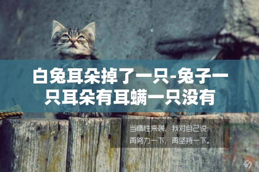 白兔耳朵掉了一只-兔子一只耳朵有耳螨一只沒有