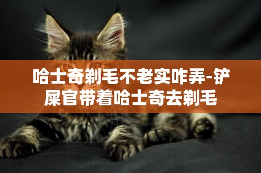 哈士奇剃毛不老實咋弄-鏟屎官帶著哈士奇去剃毛