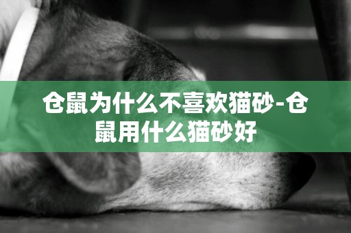 倉鼠為什么不喜歡貓砂-倉鼠用什么貓砂好